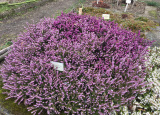 11-04-2019-jarni-prace-na-botanicke-zahrade_2.jpg