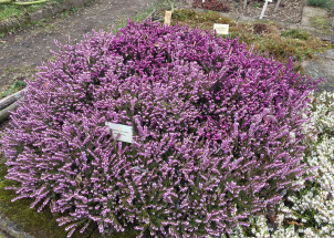 qb9x8r0g4i_11-04-2019-jarni-prace-na-botanicke-zahrade_1