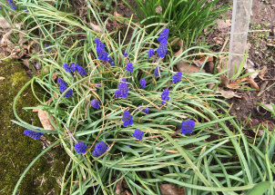 qb9x8r0g4i_11-04-2019-jarni-prace-na-botanicke-zahrade_1