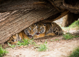 11-04-2019-praxe-4-ch-v-zoo-plasy_22.jpg