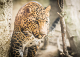 11-04-2019-praxe-4-ch-v-zoo-plasy_18.jpg