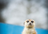 11-04-2019-praxe-4-ch-v-zoo-plasy_3.jpg