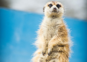 r8j0x6bm0c_11-04-2019-praxe-4-ch-v-zoo-plasy_1