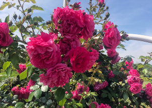 chd2pr4dvk_13-06-2019-exkurze-3-ch-na-czu_1