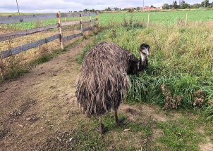 358qo4pcyq_26-09-2019-4-ch-na-statku-u-merlina_1