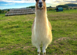 358qo4pcyq_26-09-2019-4-ch-na-statku-u-merlina_1