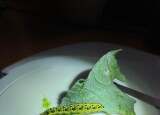 IMG-20231108-WA0001.jpg