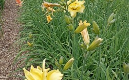 632jw2vpxg_____IMG_20230607_174957