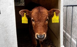 ln7kiduues_____IMG-20251121-WA0003