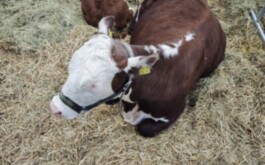 r21z501pw1_____DSC01981